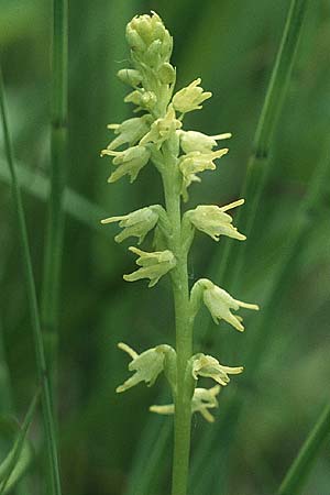 Herminium monorchis \ Einknolle, Honigorchis, I  Levico Terme 4.6.1988 