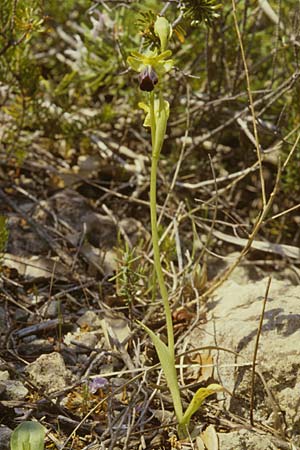 Ophrys sulcata / Furrowed Dull Orchid (hespera), I  Monte Argentario 25.4.1998 