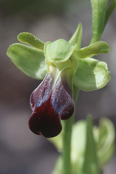 Ophrys sulcata \ Gefurchte Braune Ragwurz (hespera), I  Monte Argentario 25.4.1998 