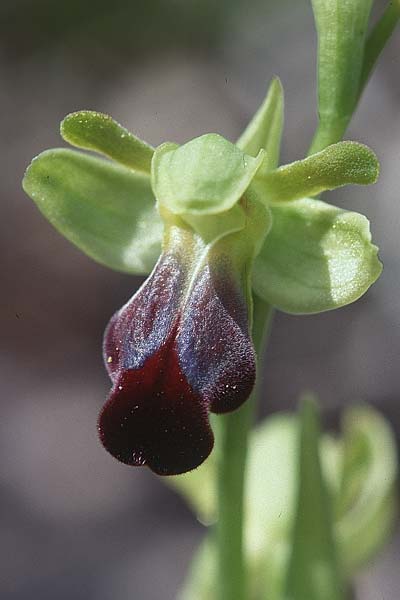 Ophrys sulcata / Furrowed Dull Orchid (hespera), I  Monte Argentario 25.4.1998 