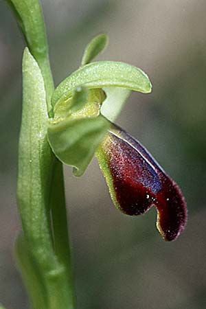 Ophrys sulcata \ Gefurchte Braune Ragwurz / Furrowed Dull Orchid (hespera), I  Monte Argentario 25.4.1998 