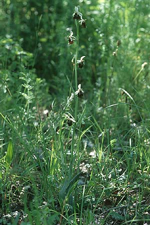 Ophrys holoserica \ Hummel-Ragwurz / Late Spider Orchid, I  Friaul/Friuli, Tagliamento Tal / Valley 2.6.2004 