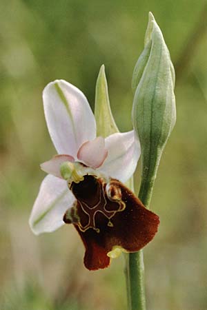 Ophrys pinguis \ Großblütige Hummel-Ragwurz (?), I  Monte Argentario 2.5.1989 