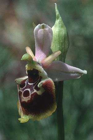 Ophrys dinarica / Dinarian Orchid, I  Abruzzo Montenero 13.5.1989 