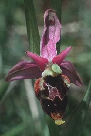 Ophrys dinarica / Dinarian Orchid, I  Abruzzo Montenero 13.5.1989 