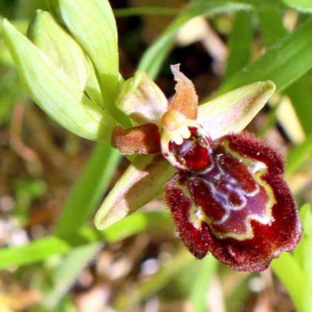Ophrys incubacea x speculum, I   Rom 8.4.2021 (Photo: Enzo Lanza)