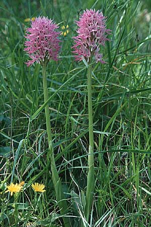 Orchis italica \ Italienisches Knabenkraut / Wavy-Leaved Monkey Orchid, Italian Man Orchid, I  Sorrent 4.5.1997 