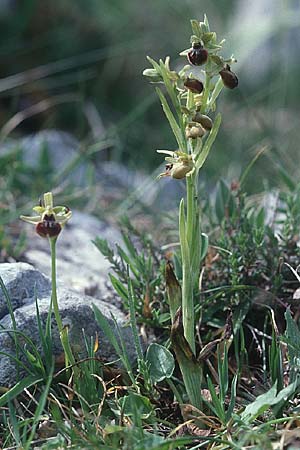 Ophrys araneola s.l. Gargano, I  Promontorio del Gargano, Coppa di Mezzo 26.4.2003 