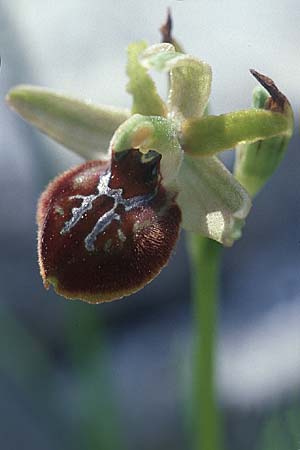 Ophrys araneola s.l. Gargano, I  Promontorio del Gargano, Coppa di Mezzo 26.4.2003 