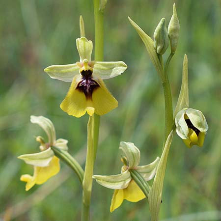 Ophrys lacaitae \ Lacaitas Ragwurz / Lacaita's Ophrys, I  Abruzzen, Forli 1.6.2016 (Photo: Christian Schlomann)