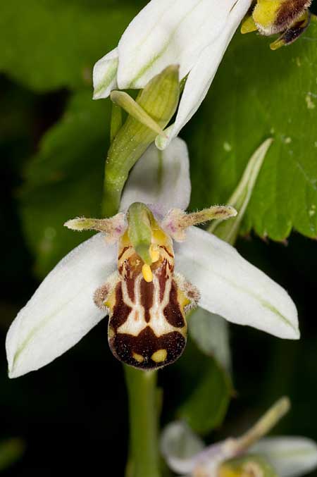 Ophrys apifera var. laetitiae \ Freuden-Bienen-Ragwurz, I  Fermignano 30.5.2010 (Photo: J. M. I. Klaver)