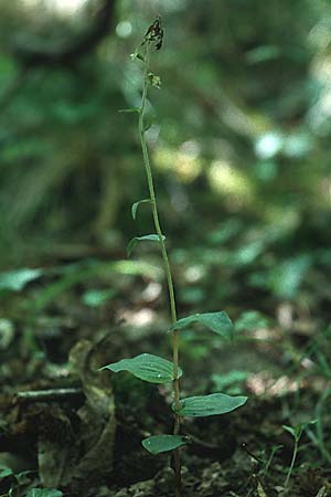 Epipactis latina \ Römische Ständelwurz / Roman Helleborine (verblüht / withered), I  Insel/island Elba, Monte Perone bei/near Torre Giovanni 19.6.1996 