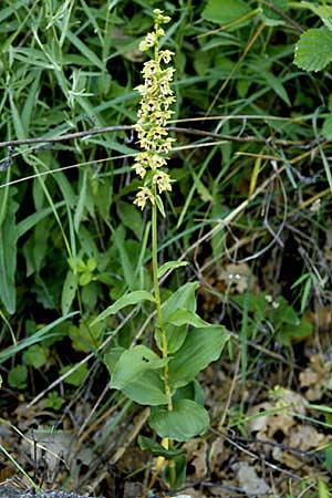 Epipactis latina \ Römische Ständelwurz / Roman Helleborine, I  Monte Pollino 6.6.2002 