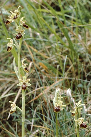 Ophrys ausonia \ Monti-Ausoni-Ragwurz / Monti Ausoni Orchid, I  Abruzzen/Abruzzo Isernia 3.5.1985 