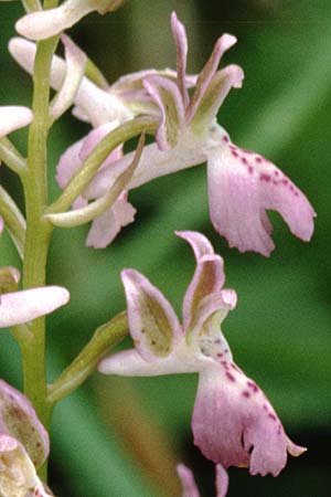 Orchis ligustica \ Ligurisches Knabenkraut / Ligurian Orchid, I  Liguria 12.5.2002 