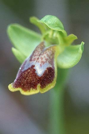 Ophrys bilunulata \ Doppelhalbmond-Ragwurz / Double-Crescent Bee Orchid, I  Promontorio del Gargano, Mattinata 9.4.1998 