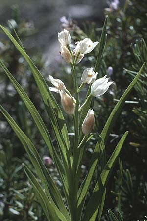 Cephalanthera longifolia \ Schwertblättriges Waldvögelein / Sword-Leaved Helleborine, I  Promontorio del Gargano, Monte S. Angelo 29.4.1985 