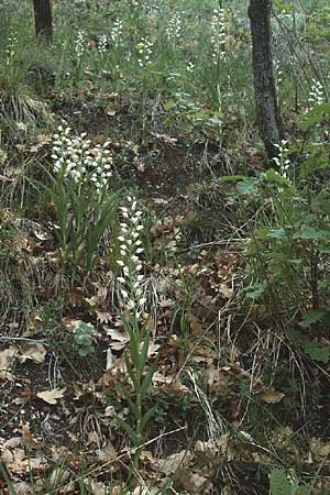 Cephalanthera longifolia \ Schwertblättriges Waldvögelein / Sword-Leaved Helleborine, I  Gardasee, Gardone /  Lago del Benaco, Gardone 5.5.1985 