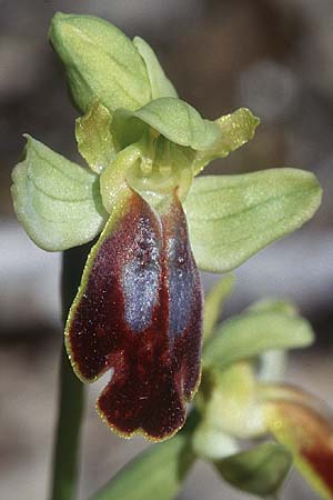 Ophrys lucifera \ Lichttragende Ragwurz / Light-Bearing Orchid, I  Monte Argentario 28.3.1998 