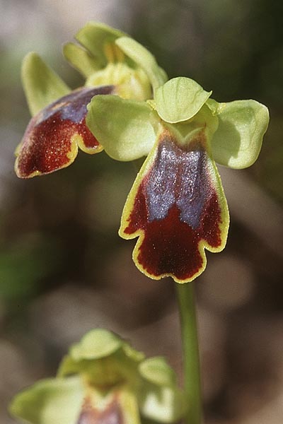 Ophrys lucifera \ Lichttragende Ragwurz, I  Monte Argentario 28.3.1998 