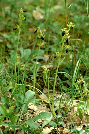 Ophrys lucana \ Lukanische Ragwurz / Lucanian Orchid, I  Potenza 6.6.2002 