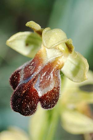 Ophrys lucana \ Lukanische Ragwurz / Lucanian Orchid (?), I  Abruzzen/Abruzzo Isernia 6.6.2002 