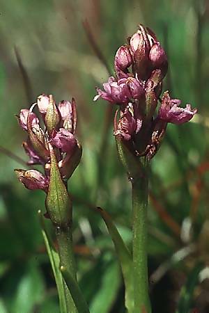 Gymnadenia odoratissima deformation / Short-spurred Fragrant Orchid, I  Alpe di Siusi 4.7.1993 