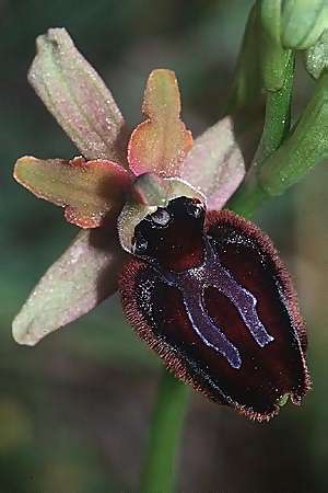 Ophrys incubacea subsp. castri-caesaris / Saint-Cezaire Black Spider Orchid, I  Liguria, Toirano 25.5.2001 