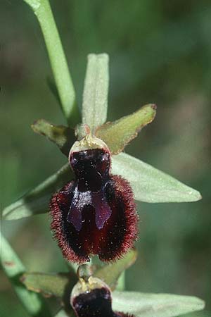 Ophrys incubacea subsp. castri-caesaris \ Westliche Schwarze Ragwurz / Saint-Cezaire Black Spider Orchid, I  Imperia 26.5.2001 
