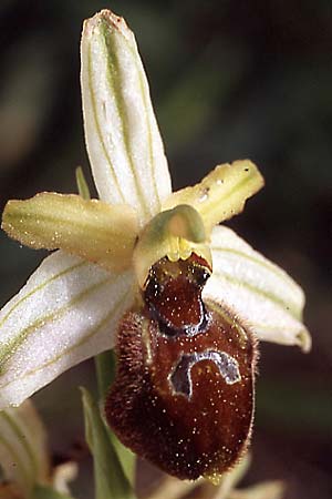 Ophrys exaltata subsp. archipelagi \ Adriatische Ragwurz (mateolana), I  Cassano delle Murge 5.4.2005 (Photo: Helmut Presser)