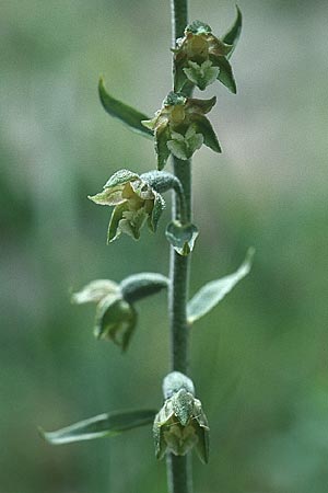 Epipactis microphylla \ Kleinblättrige Ständelwurz / Small-Leaved Helleborine, I  Prov. Potenza 6.6.2002 