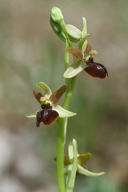 Ophrys minipassionis \ Kleinblütige Oster-Ragwurz / Small-Flowered Easter Orchid, I  Latium/Lazio, Gradoli 14.4.2019 (Photo: Helmut Presser)