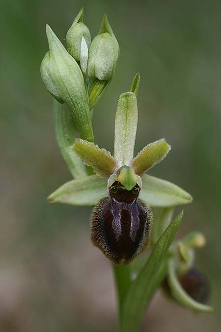 Ophrys minipassionis \ Kleinblütige Oster-Ragwurz / Small-Flowered Easter Orchid, I  Latium/Lazio, Gradoli 14.4.2019 (Photo: Helmut Presser)