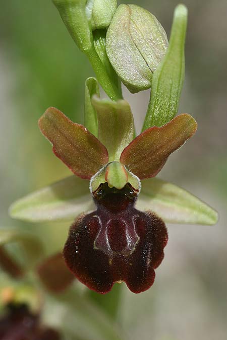 Ophrys minipassionis \ Kleinblütige Oster-Ragwurz / Small-Flowered Easter Orchid, I  Latium/Lazio, Gradoli 14.4.2019 (Photo: Helmut Presser)