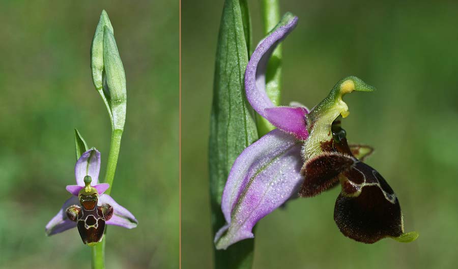 Ophrys oestrifera subsp. montis-gargani / Gargano Orchid, I  Promontorio del Gargano, Vieste 16.4.2019 (Photo: Helmut Presser)