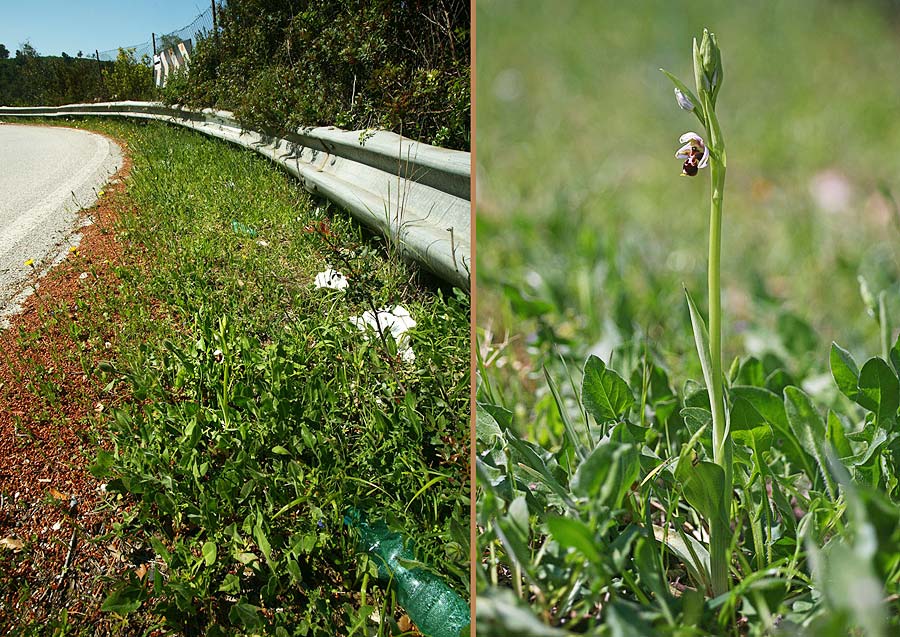 Ophrys oestrifera subsp. montis-gargani \ Gargano-Ragwurz / Gargano Orchid, I  Promontorio del Gargano, Vieste 16.4.2019 (Photo: Helmut Presser)