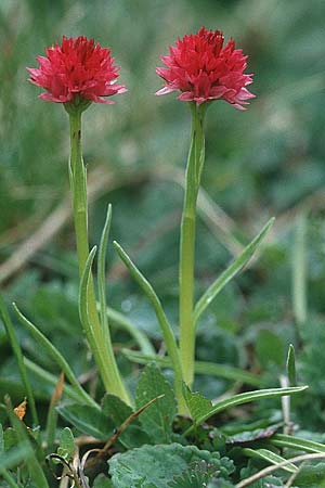 Nigritella buschmanniae \ Brenta-Kohlröschen / Buschmann's Vanilla Orchid, I  Madonna di Campiglio 11.7.1999 