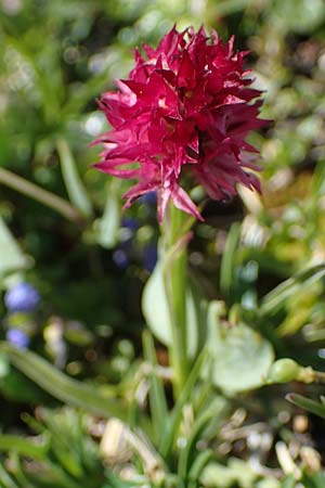 Nigritella dolomitensis \ Dolomiten-Kohlröschen / Dolomites Vanilla Orchid, I  Südtirol, Plätzwiese 5.7.2022 