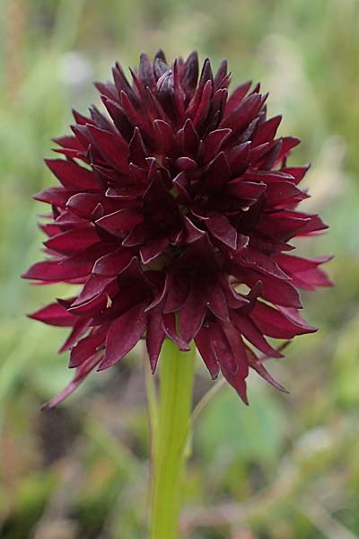 Nigritella rhellicani \ Schwarzes Kohlröschen, I  Südtirol, Plätzwiese 5.7.2022 