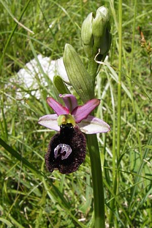 Ophrys aurelia \ Via-Aurelia-Ragwurz / Via Aurelia Orchid, I  Liguria, Toirano 20.5.2013 