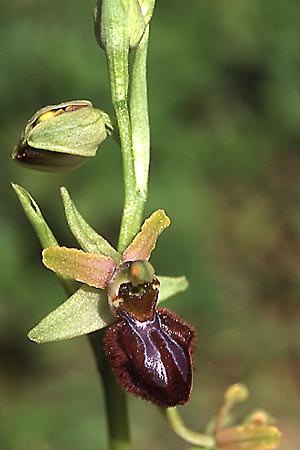 Ophrys brutia \ Brutia-Ragwurz / Brutia Orchid, I  Kalabrien/Calabria, Carfizzi 6.4.2004 (Photo: Helmut Presser)
