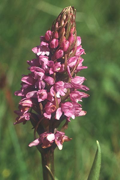 Gymnadenia conopsea s.l. \ Mücken-Händelwurz / Common Fragrant Orchid, I  Seiser Alm /  Alpe di Siusi 4.7.1993 