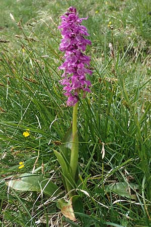 Orchis mascula / Early Purple Orchid, I  Alpi Bergamasche, Pizzo Arera 9.6.2017 