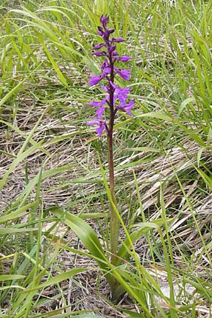 Orchis mascula subsp. speciosa \ Prächtiges Knabenkraut / Splendid Early Purple Orchid, I  Liguria, Monte Beigua 24.5.2013 