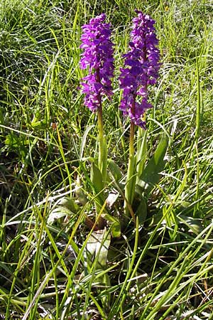 Orchis mascula subsp. speciosa \ Prächtiges Knabenkraut / Splendid Early Purple Orchid, I  Liguria, Molini di Triora 26.5.2013 