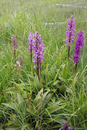 Orchis mascula subsp. speciosa \ Prächtiges Knabenkraut / Splendid Early Purple Orchid, I  Liguria, Col de San Bernardo 28.5.2013 
