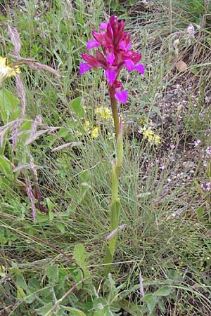 Anacamptis papilionacea subsp. septentrionalis \ Nördliches Schmetterlings-Knabenkraut / Northern Butterfly Orchid, I  Liguria, Loano 28.5.2013 