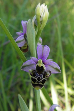 Ophrys vetula / Maritine Alps Bee Orchid, I  Liguria, Dolcedo 23.5.2013 