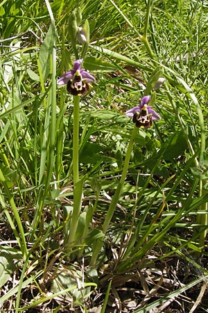 Ophrys vetula / Maritine Alps Bee Orchid, I  Liguria, Dolcedo 23.5.2013 