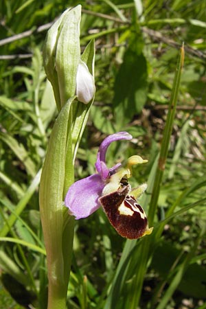 Ophrys vetula / Maritine Alps Bee Orchid, I  Liguria, Dolcedo 23.5.2013 